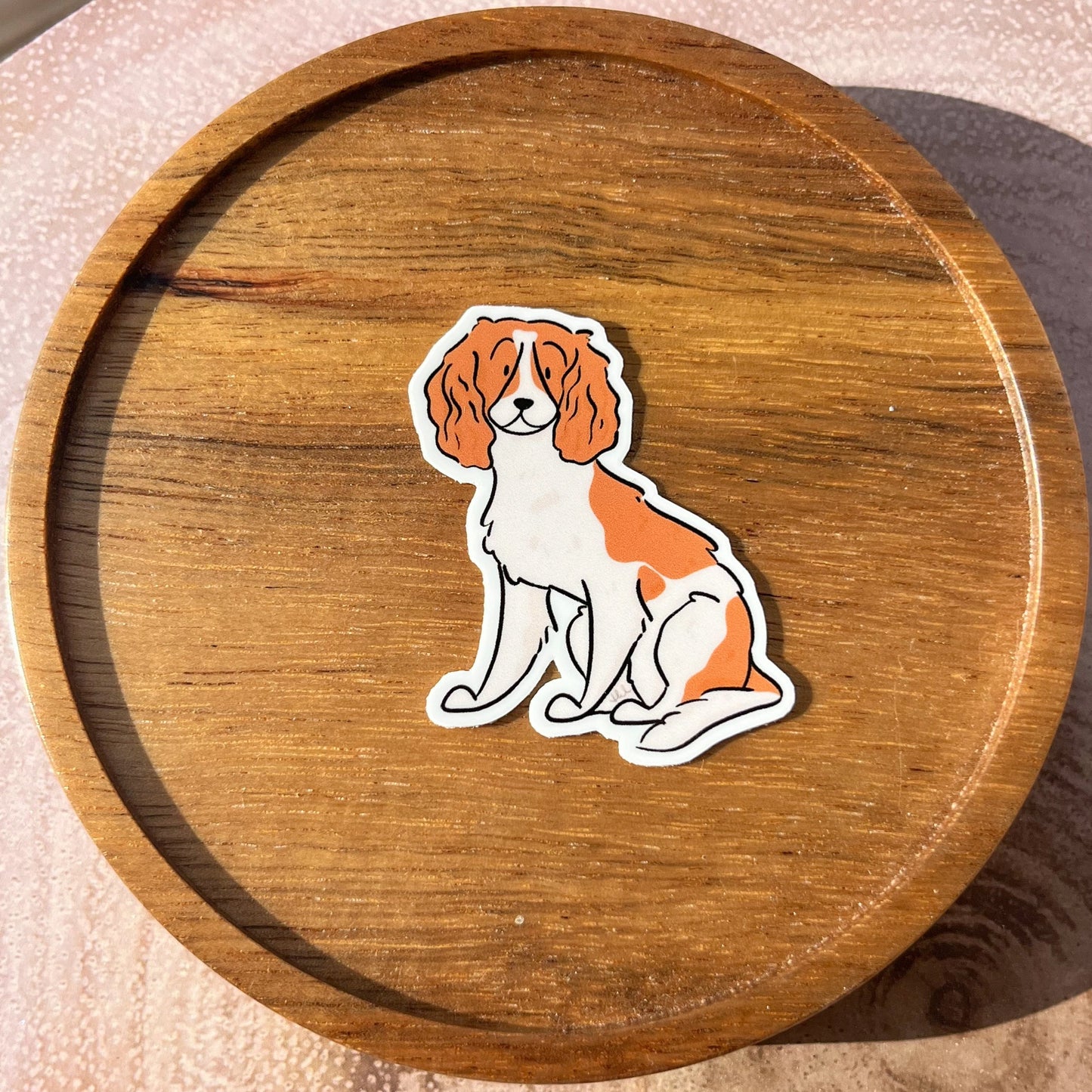 Cavalier King Charles Spaniel